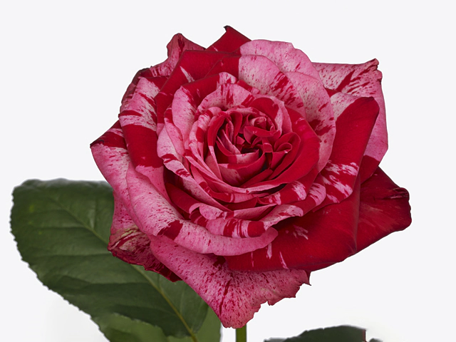 Роза крупноцветковая "Frou-Frou"