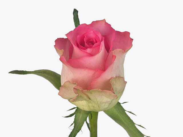 Роза крупноцветковая "African Jewel"