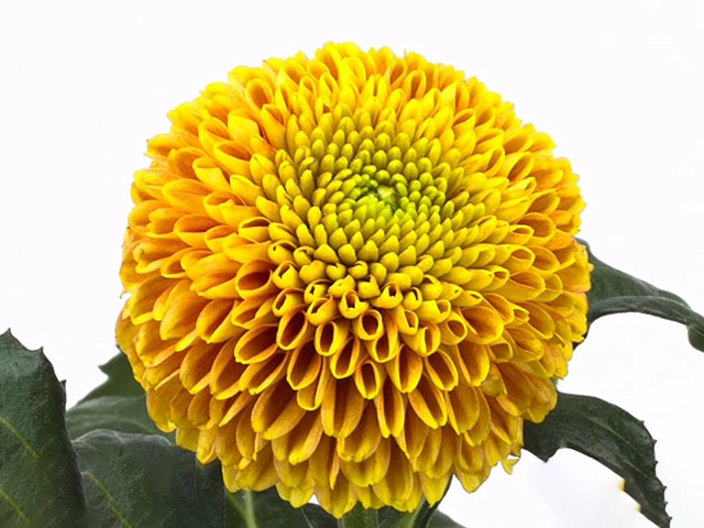 Chrysanthemum (Indicum Grp) disbudded AAA Jeanny Orange