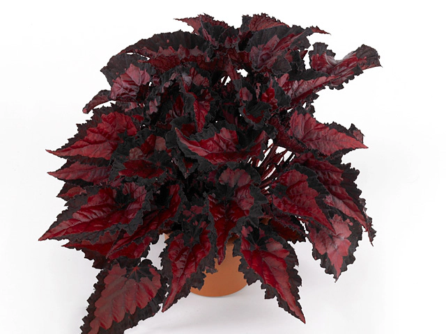 Begonia foliage Beleaf Inca Night