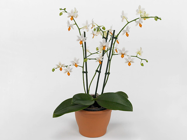 Phalaenopsis 'Tropic Mini Mark'