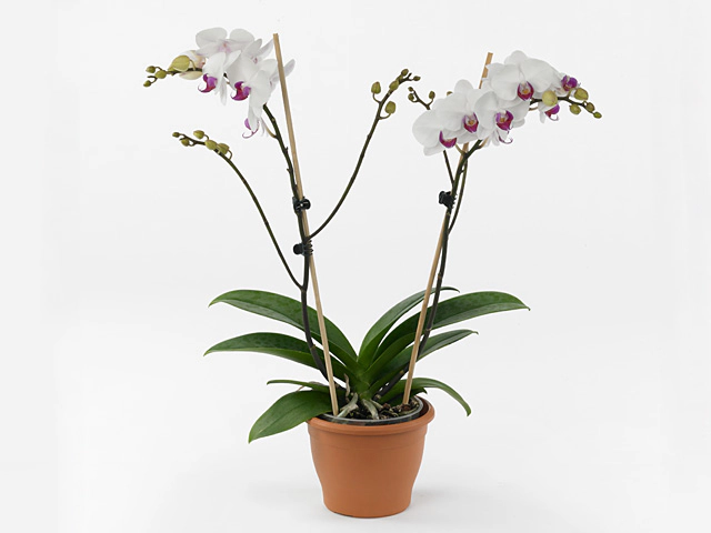 Phalaenopsis Multifloratypes Floriclone Candlelight