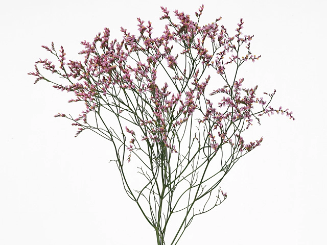 Limonium sinense 'Twinkle Cherry'