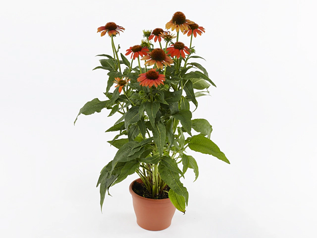 Echinacea Sombrero Adobe Orange