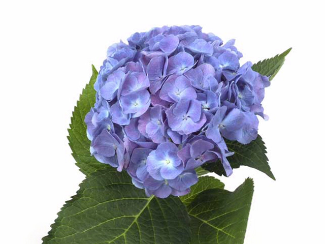 Hydrangea macrophylla Magical Diamond (blue)