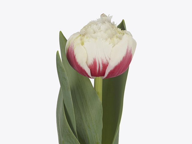 Tulipa (Fringed Grp) 'Strawberry Snow'