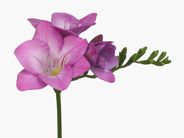 Freesia single flowered 'Pink Devotion'