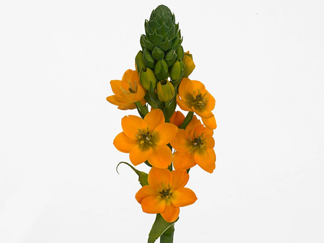 Ornithogalum dubium 'Sunshine'