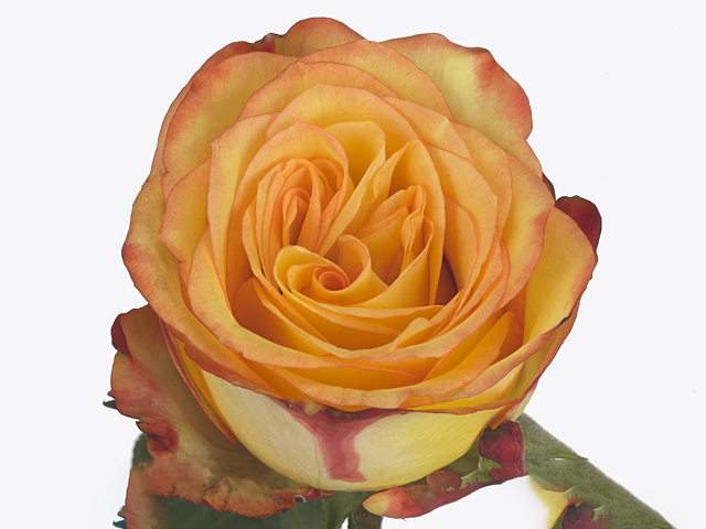 Rosa large flowered Tropical Night@