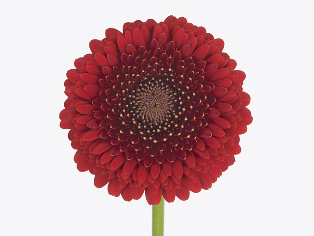 Gerbera mini globose Shearer+