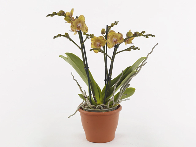 Phalaenopsis Multifloratypes Limpopo