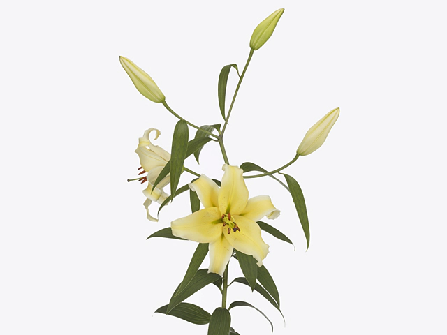 Lilium (Oriental Grp) 'Gold Fever'