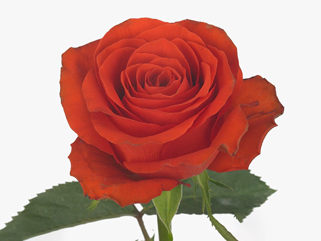 Роза крупноцветковая "Manu"