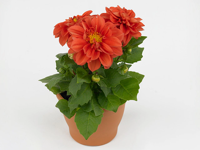 Dahlia (Miscellaneous Grp) Decoretta Orange