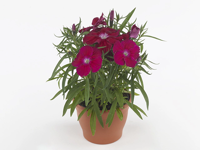 Dianthus chinensis Coronet Cherry Red