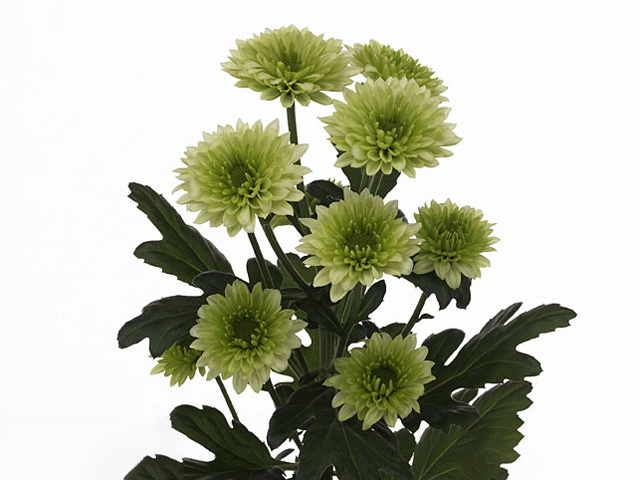 Chrysanthemum (Indicum Grp) spray Osorno