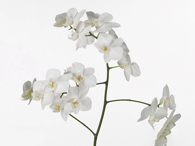 Phalaenopsis per flower Anthura Venice