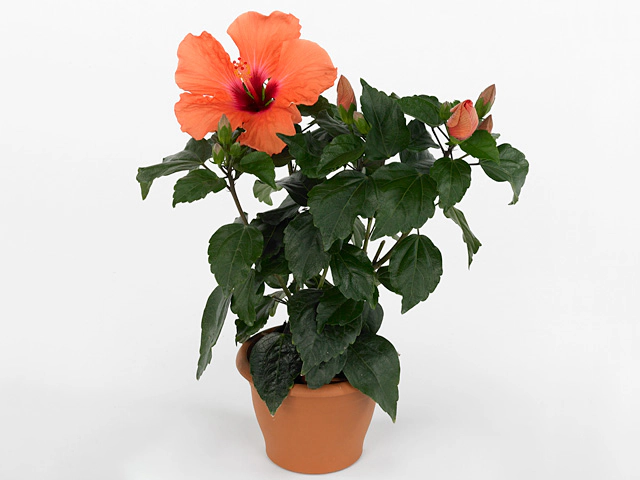 Hibiscus rosa-sinensis 'Adonicus Salmon'