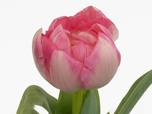 Тюльпан махровый поздний "Up Stripe"