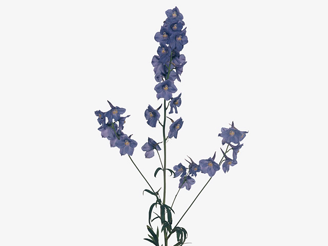 Delphinium (Belladonna Grp) single flowered 'Neds Dievera'