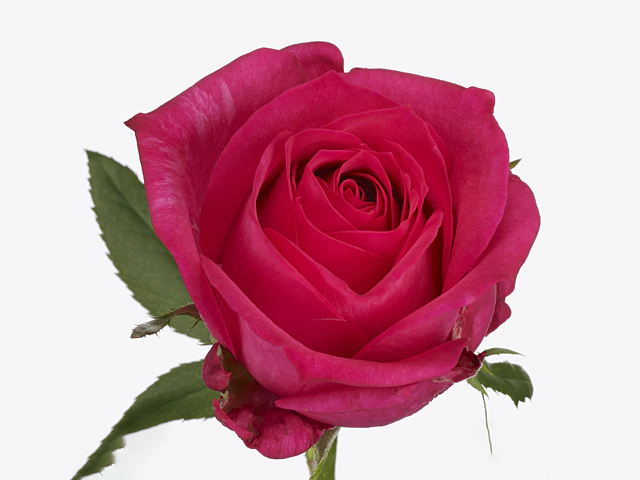 Роза крупноцветковая "Ivy+"