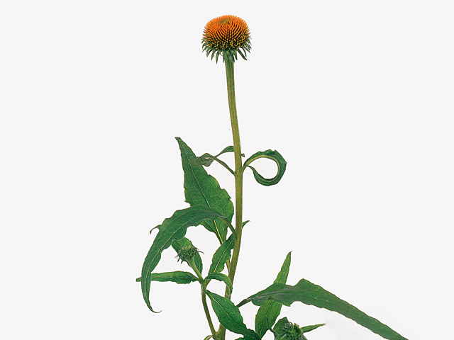 Echinacea purpurea 'White Swan'