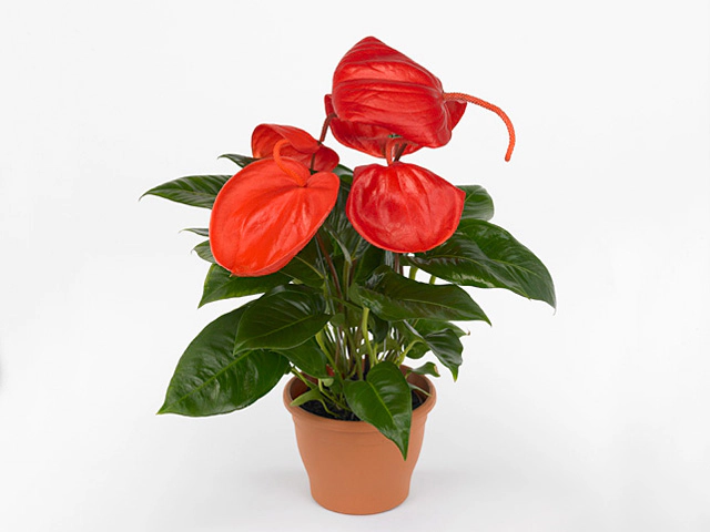 Anthurium (Scherzerianum Grp) 'Debby'