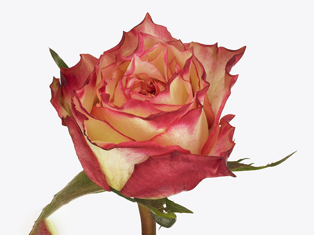 Rosa large flowered Marimba