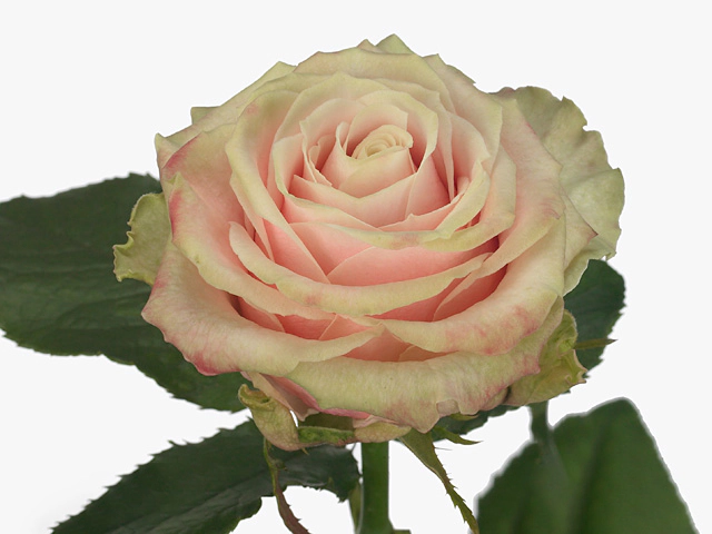 Rosa large flowered Avantique+