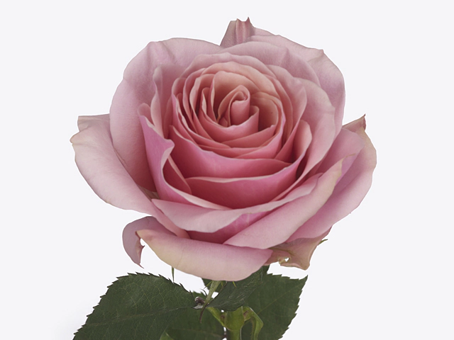 Роза крупноцветковая "Pink Wave"