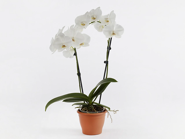 Phalaenopsis Floriclone Snowy Sky