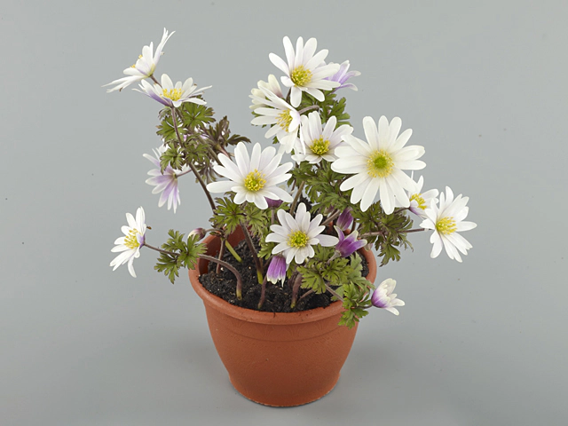 Anemone blanda 'White Splendour'