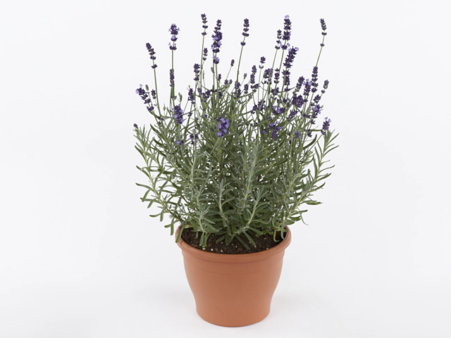 Lavandula angustifolia 'Felice Purple'