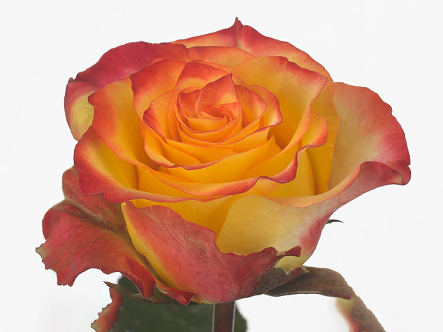 Роза крупноцветковая "Desire"