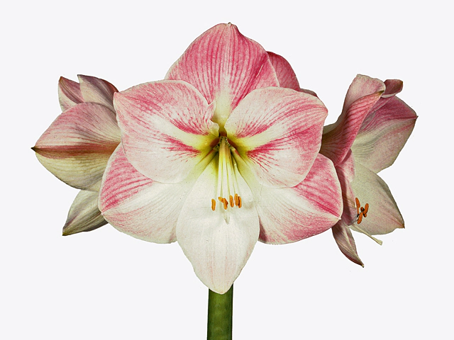 Hippeastrum (Galaxy Grp) 'Apple Blossom'