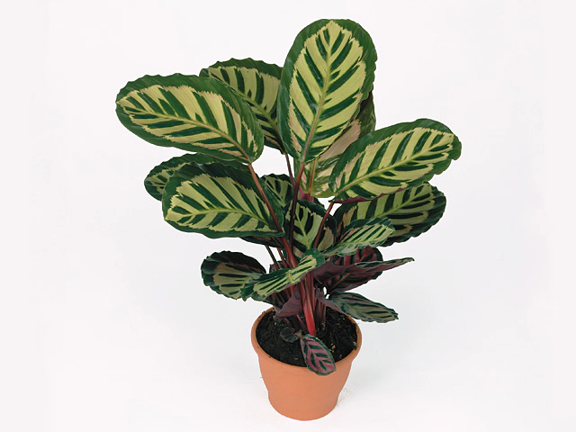 Calathea roseopicta 'Cora'