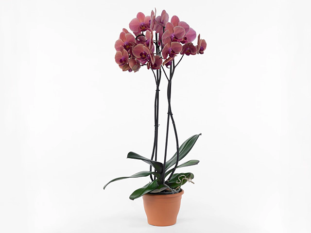 Phalaenopsis Anthura Narbonne