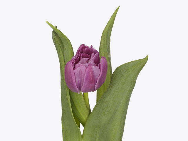 Tulipa (Double Early Grp) 'Price Fighter'