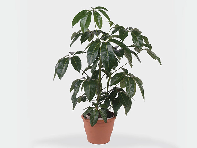 Schefflera actinophylla 'Emerald Green'