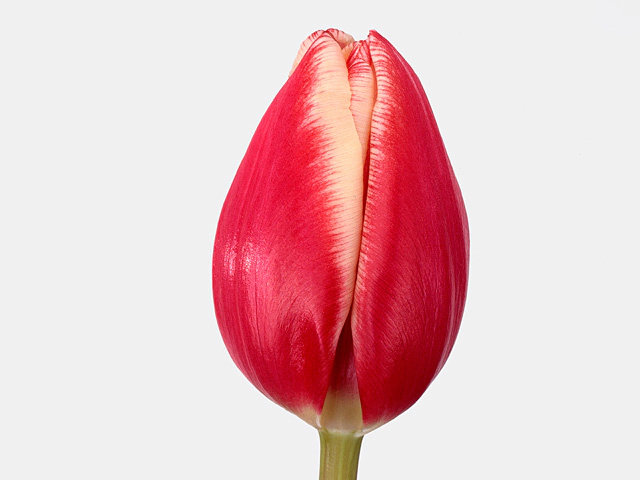 Тюльпан Триумф "Encounter"