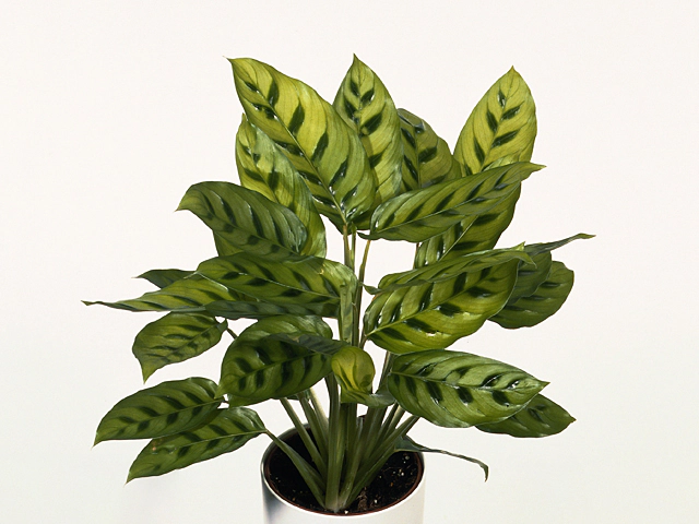 Calathea leopardina