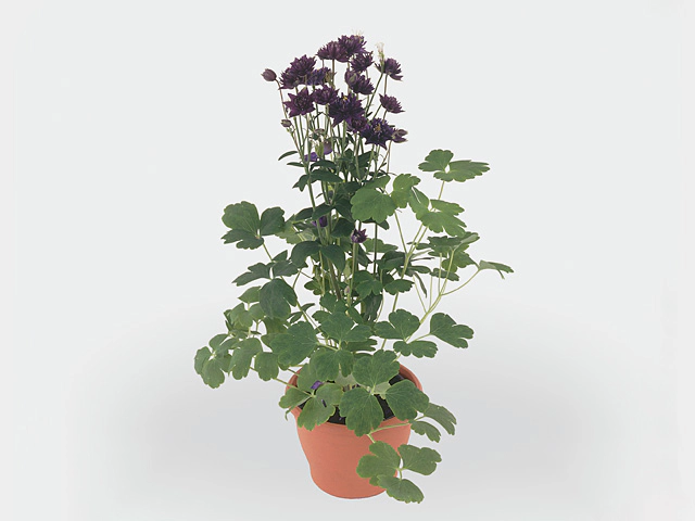 Aquilegia vulgaris 'Clementine Dark Purple'