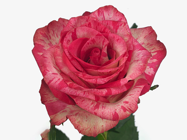 Роза крупноцветковая "Barracuda"