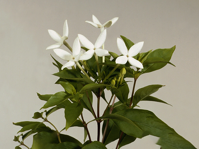 Bouvardia longiflora