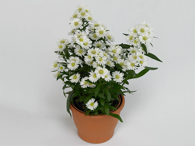 Aster (Novi-belgii Grp) Starletta White