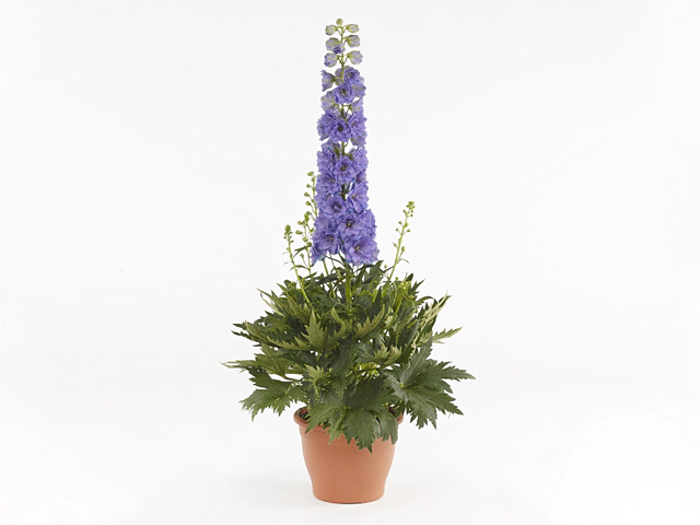 Delphinium (Elatum Grp) Delgenius Shelby