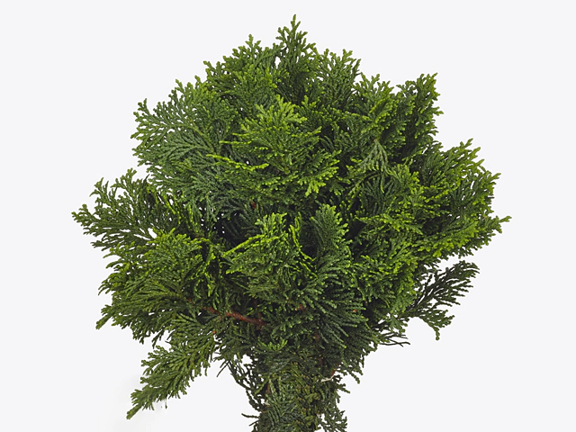 Chamaecyparis obtusa 'Nana Gracilis' per kilo