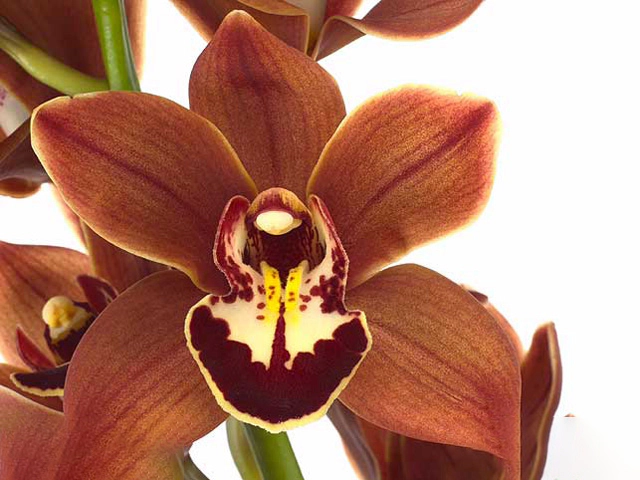 Cymbidium mini Tangerine Mary 'Brownie'