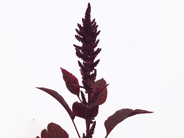 Amaranthus cruentus 'Velvet'