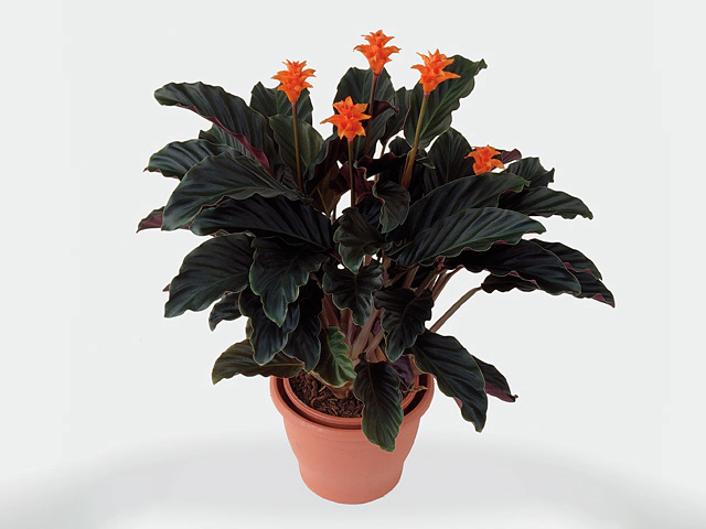 Calathea crocata 'Tassmania'